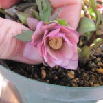 ddピンク（アトロ交配）