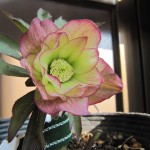 グラデーション