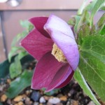 ssパープルリバーシ