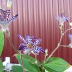 ホトトギス「紫錦」