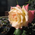 「ダイアナ・プリンセス・オブ・ウェールズ」