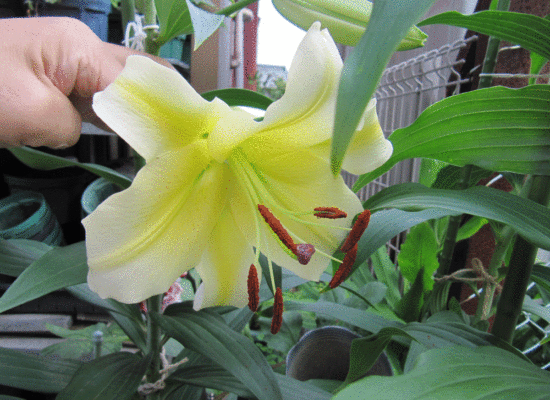 咲き始めたオリエンタルハイブリッドの百合「コンカドール」