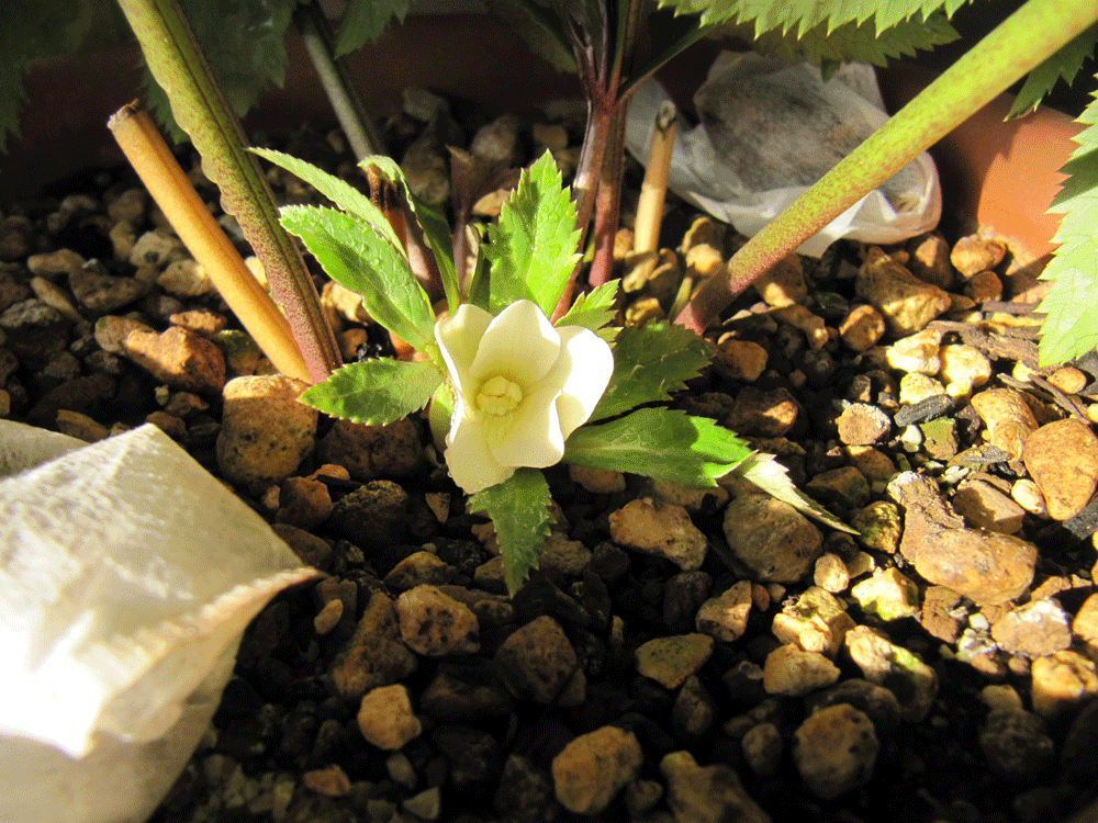 今シーズン開花第1号
去年購入した廣瀬園芸さんの
ホワイトオーレアddですが
しけ花で咲いてしまいました