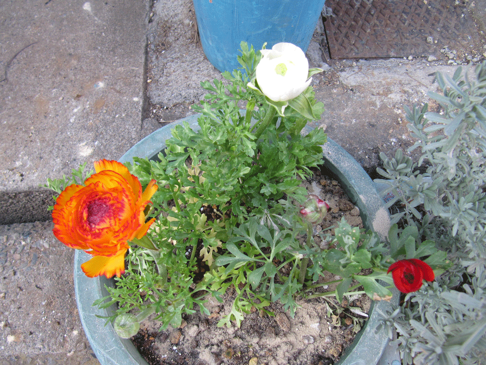 丸い鉢に３株
上に白色
左下に黄色地にオレンジの覆輪の入るものを
右下に濃い赤のラナンキュラスを
植えた写真です
