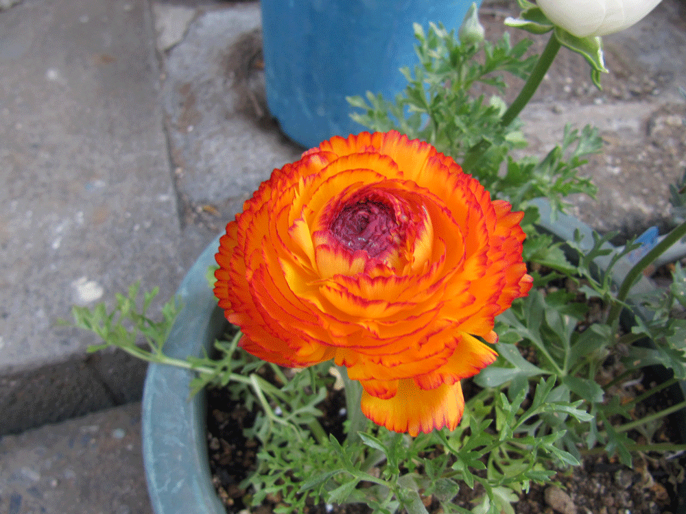 黄色に近いオレンジ色ベースの花びらにオレンジ色の覆輪が入るラナンキュラス