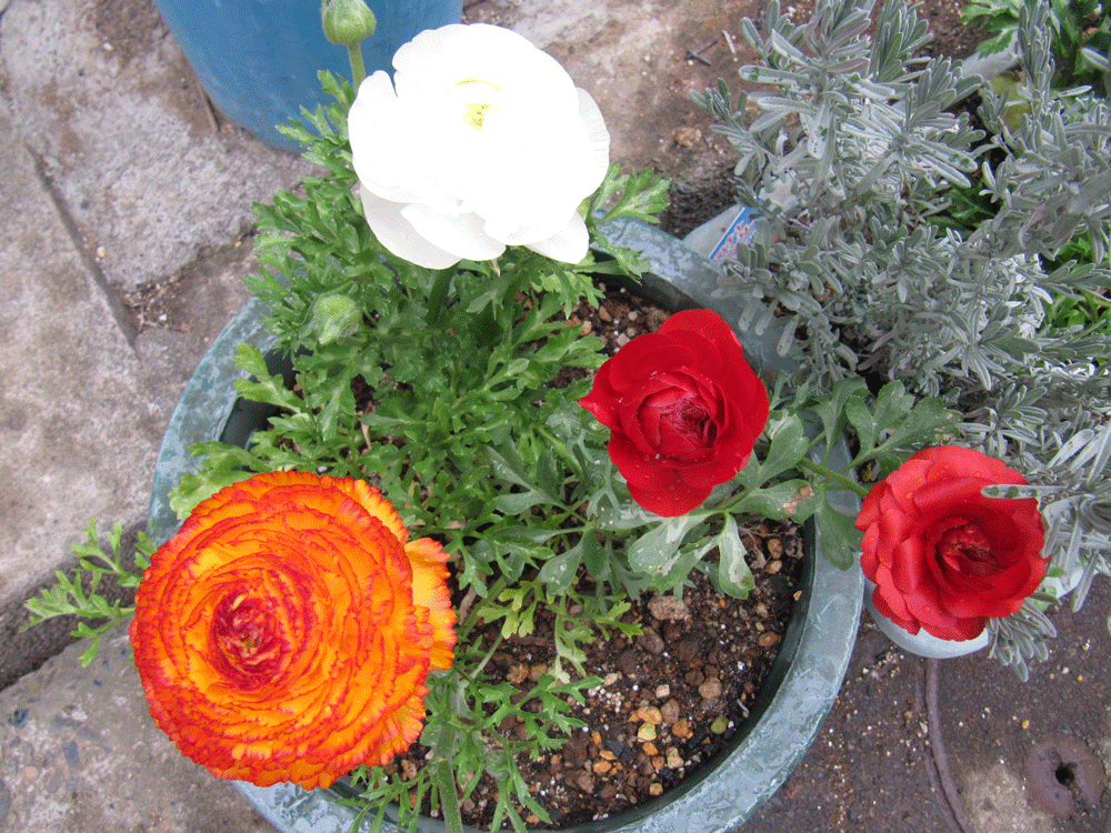 鉢に植わっているラナンキュラス3株
白と赤とオレンジ色のラナンキュラス