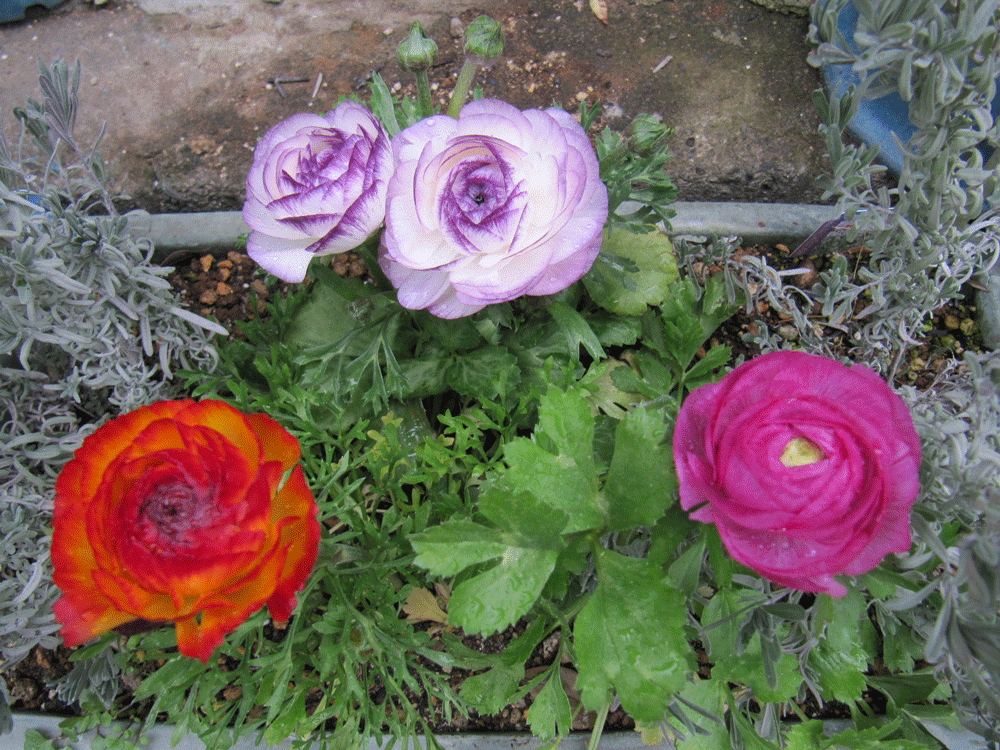 プランターにラベンダーと共に植えられているラナンキュラス３株。
白地に紫の覆輪のと濃いピンクと
オレンジ色のラナンキュラス