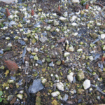 チューリップの芽が９つほど確認出来る写真