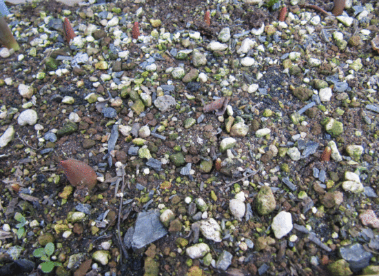チューリップの芽が９つほど確認出来る写真