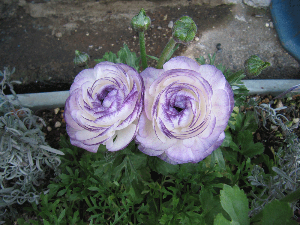 白地に縁が紫のラナンキュラス