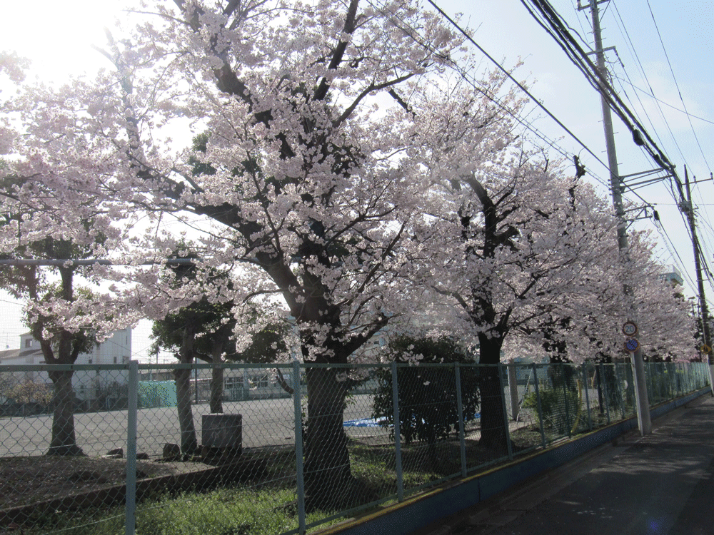 小学校の桜を金網の外から撮影