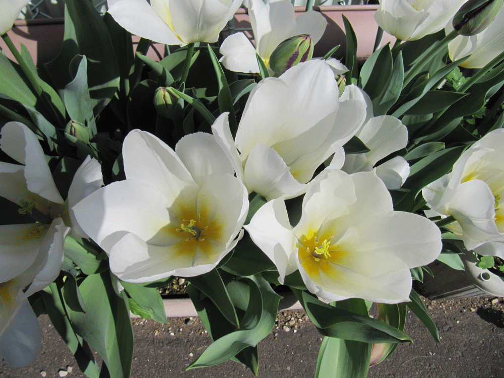 「ピューリッシマ」を
３花をズーム設定で撮った写真