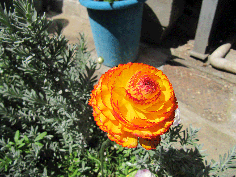 花びらの色はオレンジで
縁に線状に濃いオレンジが入る
ラナンキュラス