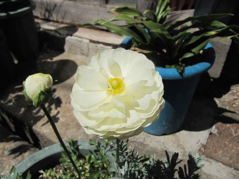 白花のラナンキュラス。
奥には残念ながら
１度も咲いたことが無い万年青