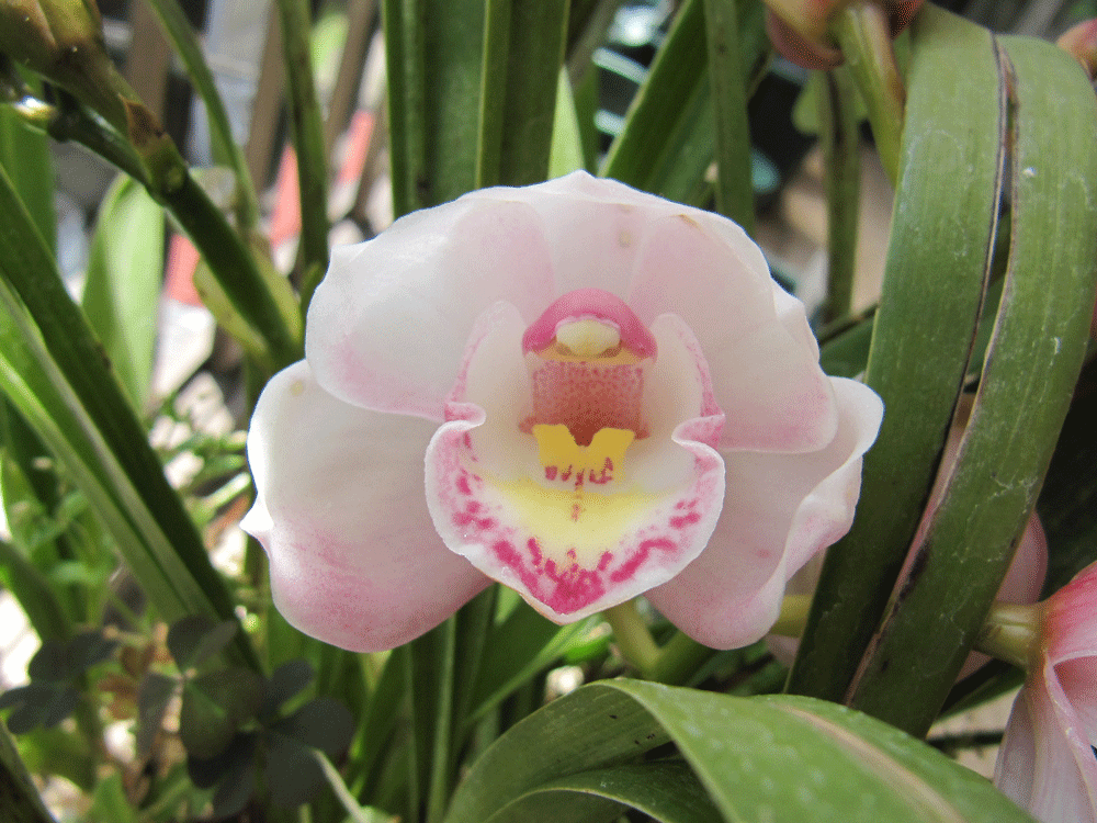 「シンビジウム」を１花を撮影
全体的に薄ピンクです。
