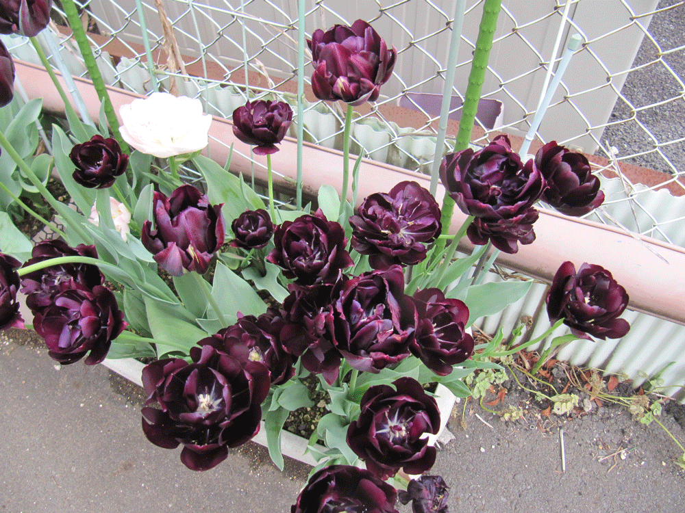 １つのプランターの中に
沢山の濃い紫の「ブラックヒーロー」と
１輪の白地に薄いピンクがのる「フィノーラ」共に八重咲です。