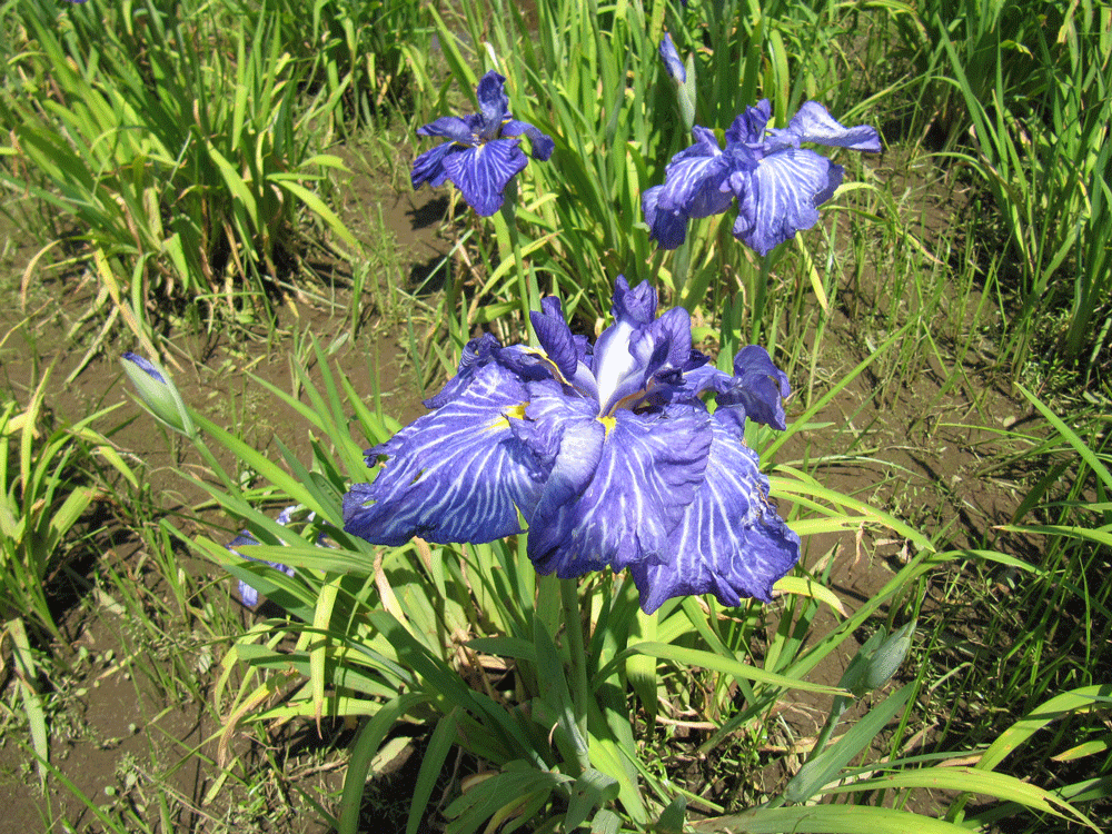 薄紫の色合いで
花びらには葉脈のように
白い筋が入っている
肥後系：淡路島という品種の花菖蒲