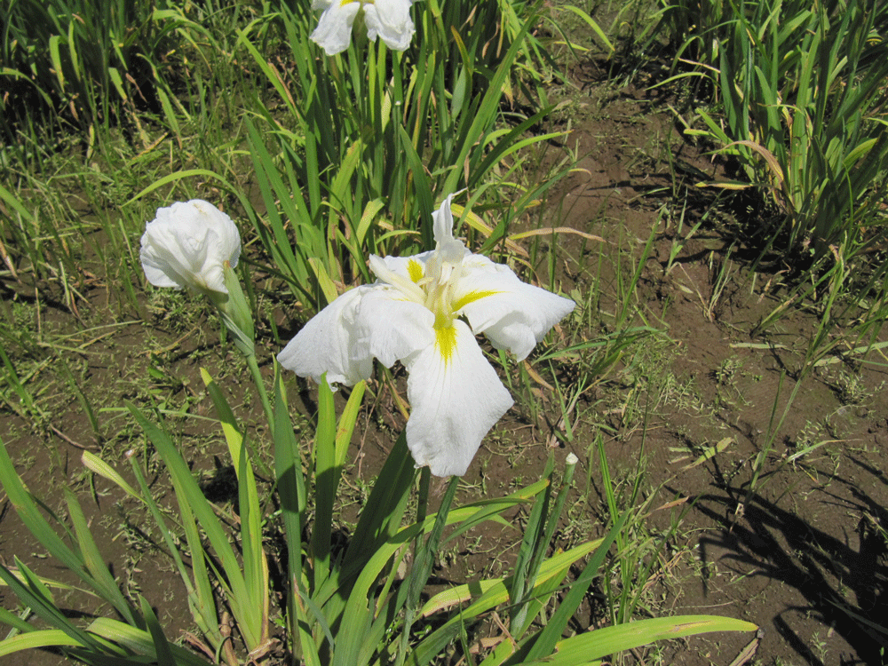 白くすっきりとした花が印象的な
肥後系:満月の恋という品種の花菖蒲
