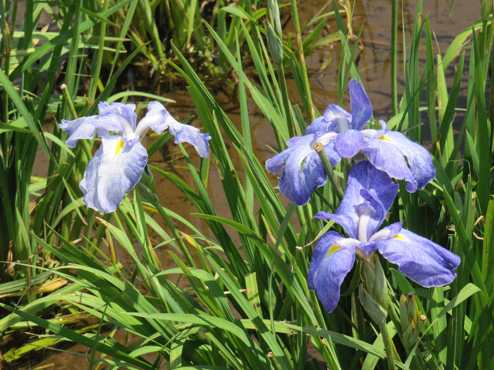 薄紫色の伊勢系青柳
という品種の花菖蒲