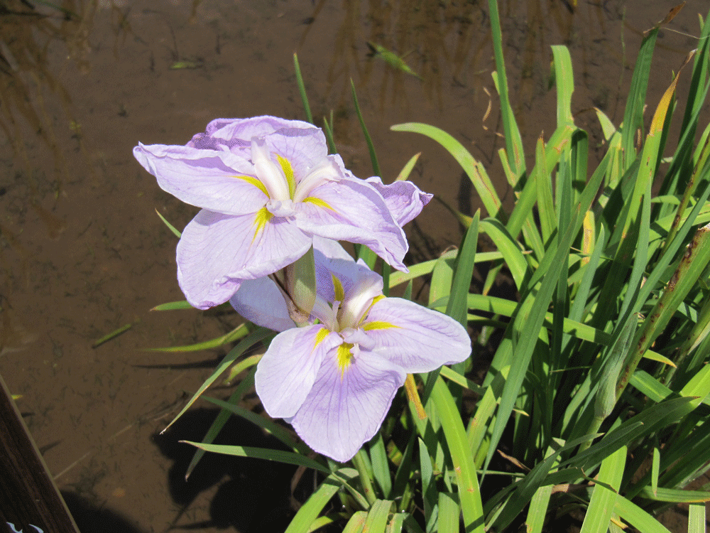 薄紫ベースの
江戸系古稀の色という品種の花菖蒲