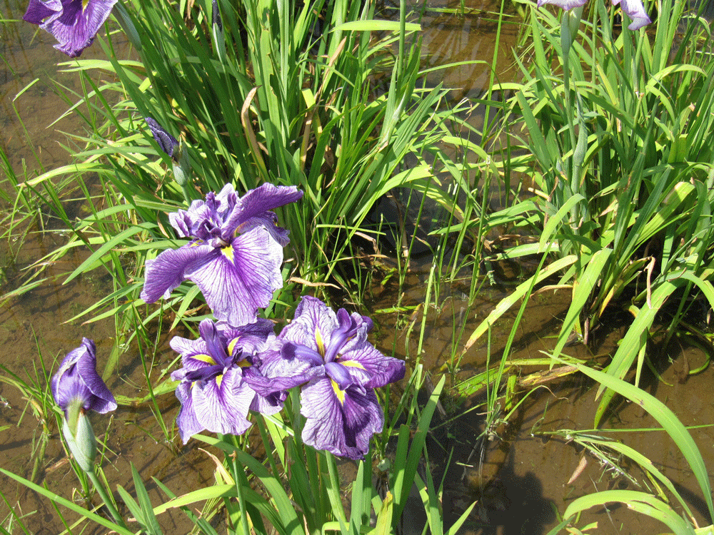 白ベースに紫は花びら全体的に
葉脈状に入った
肥後系葦の浮舟という品種の花菖蒲