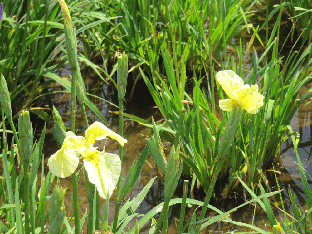 小岩菖蒲園では珍しい黄色の花菖蒲
数年前から黄色を見るようになりました