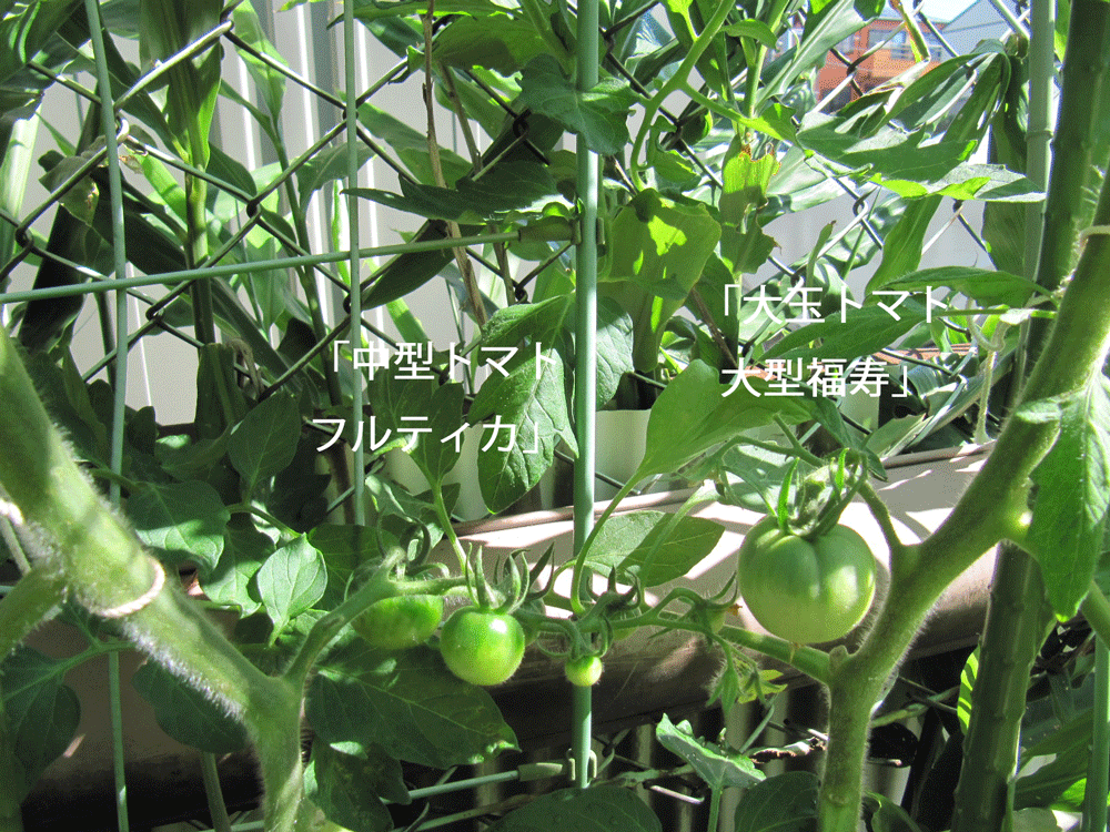 まだ緑ですが
右に「大玉トマト 大型福寿」の実が1つと
左に「中型トマト フルティカ」の実が4つくらい写っています