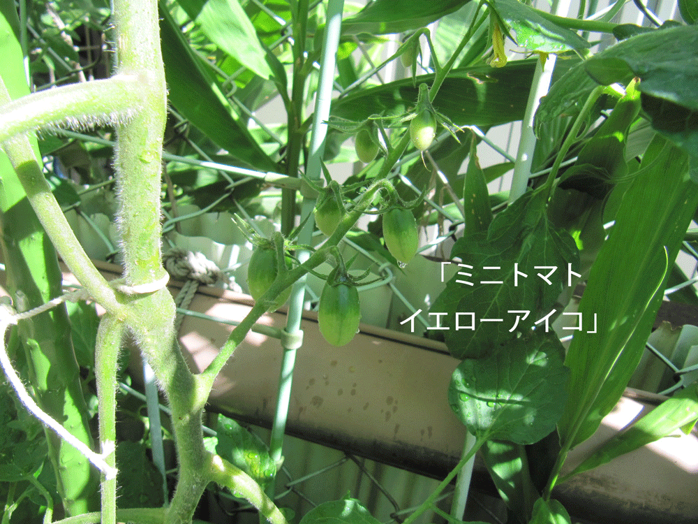 「ミニトマト イエローアイコ」の写真
こちらもまだ緑ですが
房状の所に6個位実がなっています