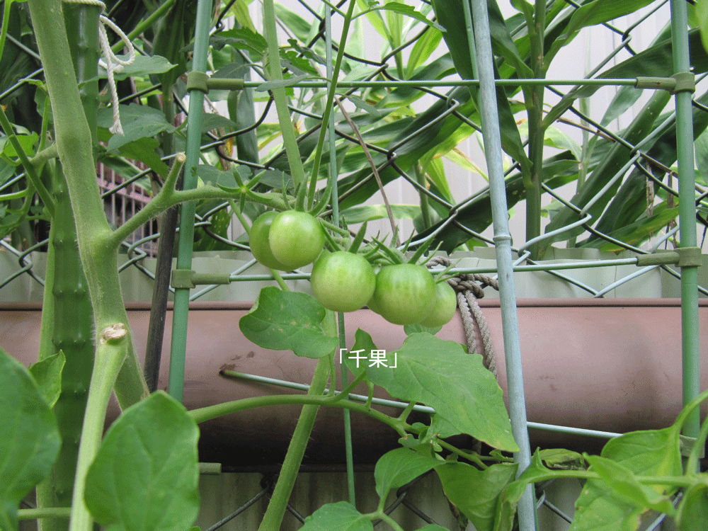 ミニトマト「千果」
こちらも房状に実っていますが
まん丸の球体です