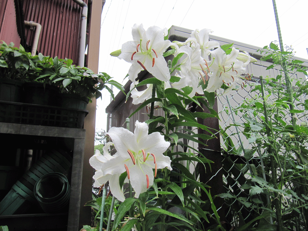 いまだ盛りだと思う「カサブランカ」
雨が続いていることもあるのか
１番最初に咲いた花もまだ散っていません（向かって左斜め前から）