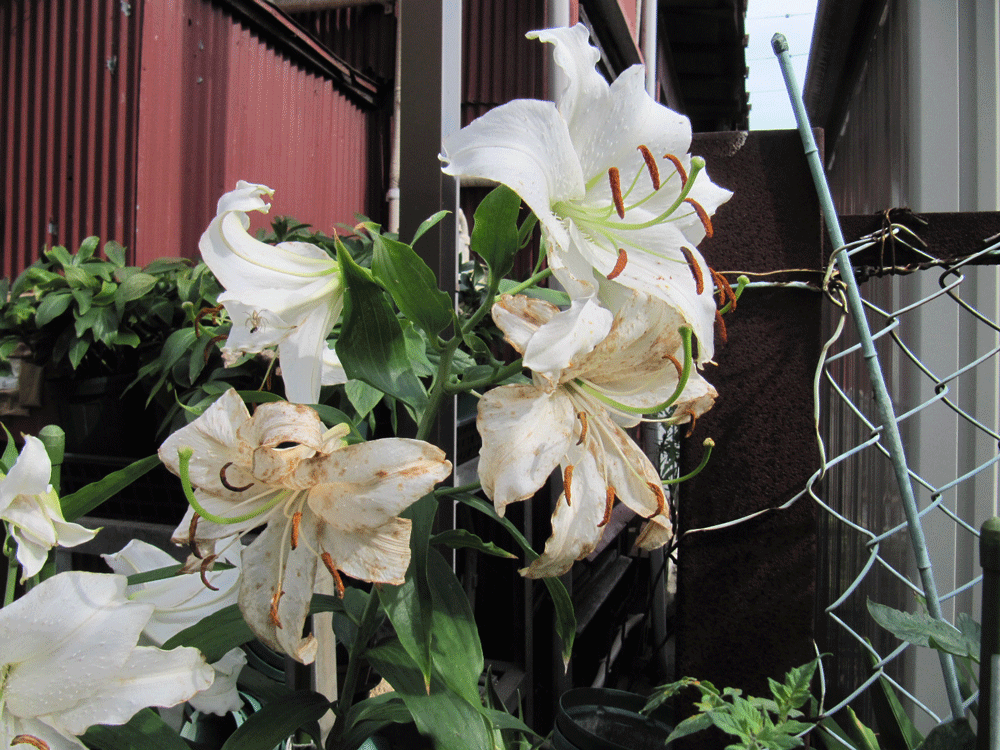 咲き進み白い花びらが茶色くなってしまったカサブランカ