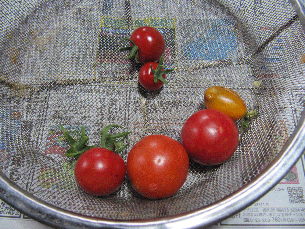 7月21日に収穫したトマト
中型トマト「フルティカ」３個
ミニトマト「イエローアイコ」１個
ミニトマト「千果」２個