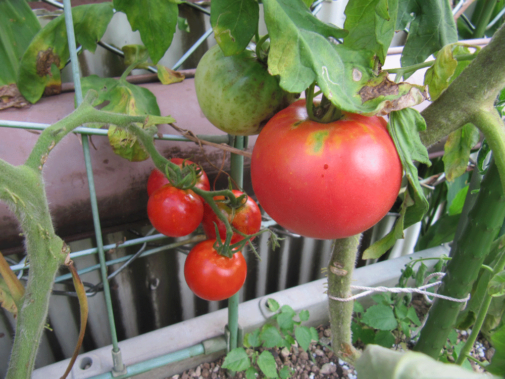 収穫前の
大玉トマト「大型福寿」
中型トマト「フルティカ」