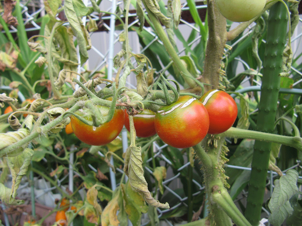 中型トマト「フルティカ」