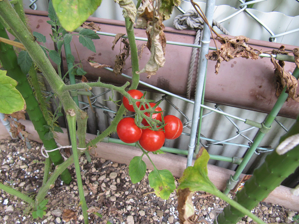 赤く実っている
ミニトマト「千果」