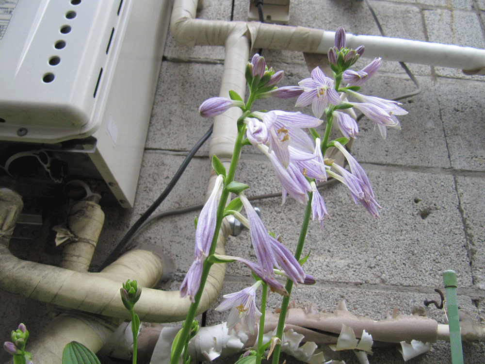 ギボウシの花を全体的に取った写真
薄紫の色にそれよりかは濃い紫が
線状に入る花です