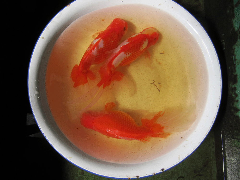 今回卵を採る金魚
上２匹の更紗模様が雄で
下の素赤が雌です