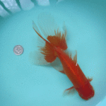 家で１番大きい２歳魚