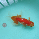 唯一の２歳雌魚