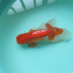 夏に少し調子を崩した２歳素赤