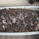 古土に有機石灰や腐葉土、元肥としてマグァンプK（中粒）を撒いた写真
