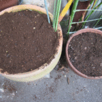 新しい球根と去年以前の球根を植えた２鉢