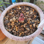 輸入チベタヌス1