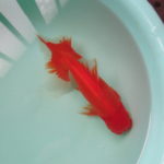 ２歳魚で１番大きい金魚１