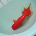 ２歳魚で１番大きい金魚２