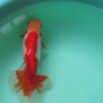 背骨辺りが赤い金魚２