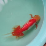 背骨辺りが赤い金魚１