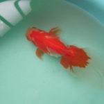 ２歳魚唯一の雌２