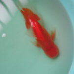 ２番目に大きい素赤１