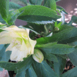 ｄｄ薄イエローを上から少々ズーム